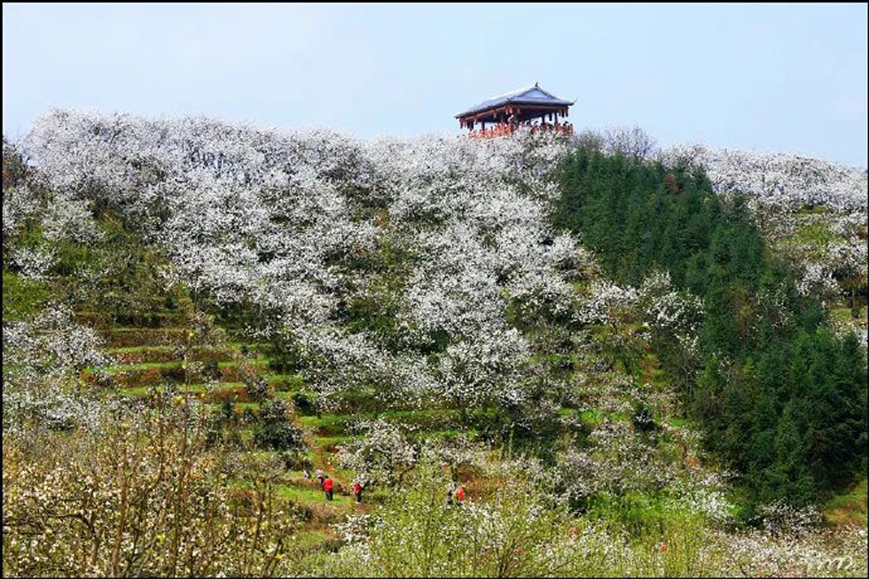 【春天,广西桂林灌阳县向您发出邀请!】我们在灌阳看梨花 - 游山玩水 - 延安生活社区 - 延安28生活网 yanan.28life.com