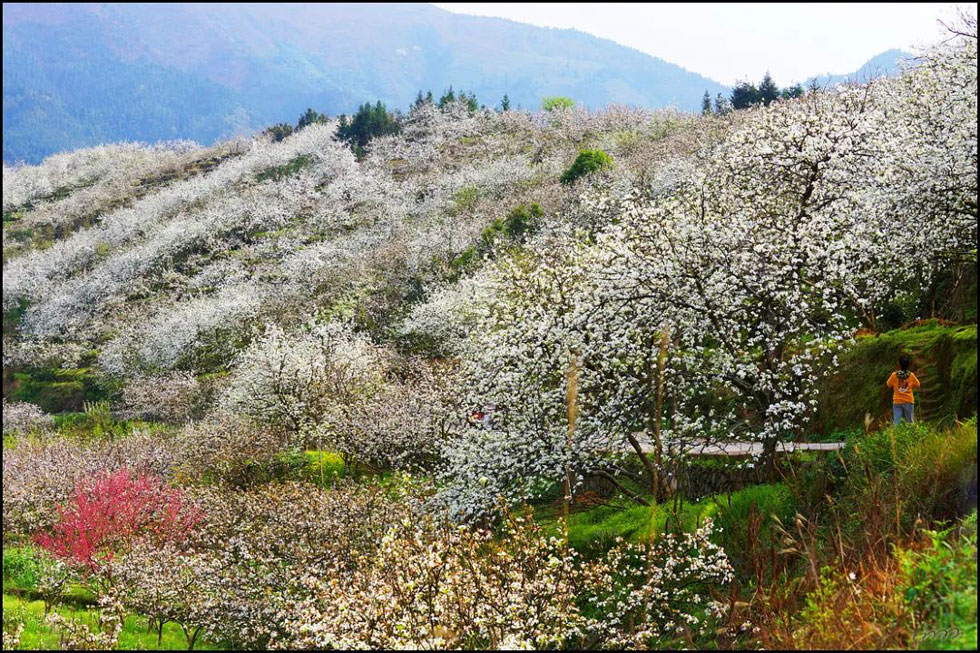 【春天,广西桂林灌阳县向您发出邀请!】我们在灌阳看梨花 - 游山玩水 - 延安生活社区 - 延安28生活网 yanan.28life.com
