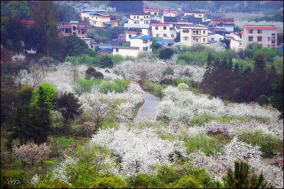【春天,广西桂林灌阳县向您发出邀请!】我们在灌阳看梨花 - 游山玩水 - 延安生活社区 - 延安28生活网 yanan.28life.com