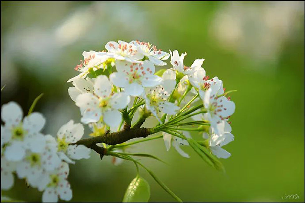 【春天,广西桂林灌阳县向您发出邀请!】我们在灌阳看梨花 - 游山玩水 - 延安生活社区 - 延安28生活网 yanan.28life.com