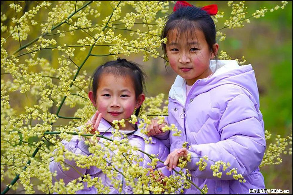 【春天,广西桂林灌阳县向您发出邀请!】米珠山前有片山苍子花在飘香 - 游山玩水 - 延安生活社区 - 延安28生活网 yanan.28life.com