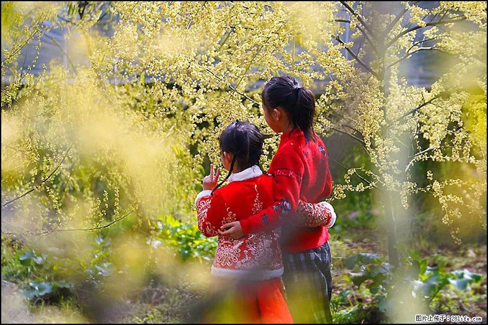 【春天,广西桂林灌阳县向您发出邀请!】米珠山前有片山苍子花在飘香 - 游山玩水 - 延安生活社区 - 延安28生活网 yanan.28life.com