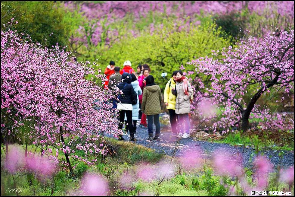 【春天,广西桂林灌阳县向您发出邀请!】官庄村有个醉美的桃花园 - 游山玩水 - 延安生活社区 - 延安28生活网 yanan.28life.com
