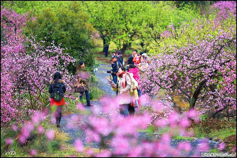 【春天,广西桂林灌阳县向您发出邀请!】官庄村有个醉美的桃花园 - 游山玩水 - 延安生活社区 - 延安28生活网 yanan.28life.com