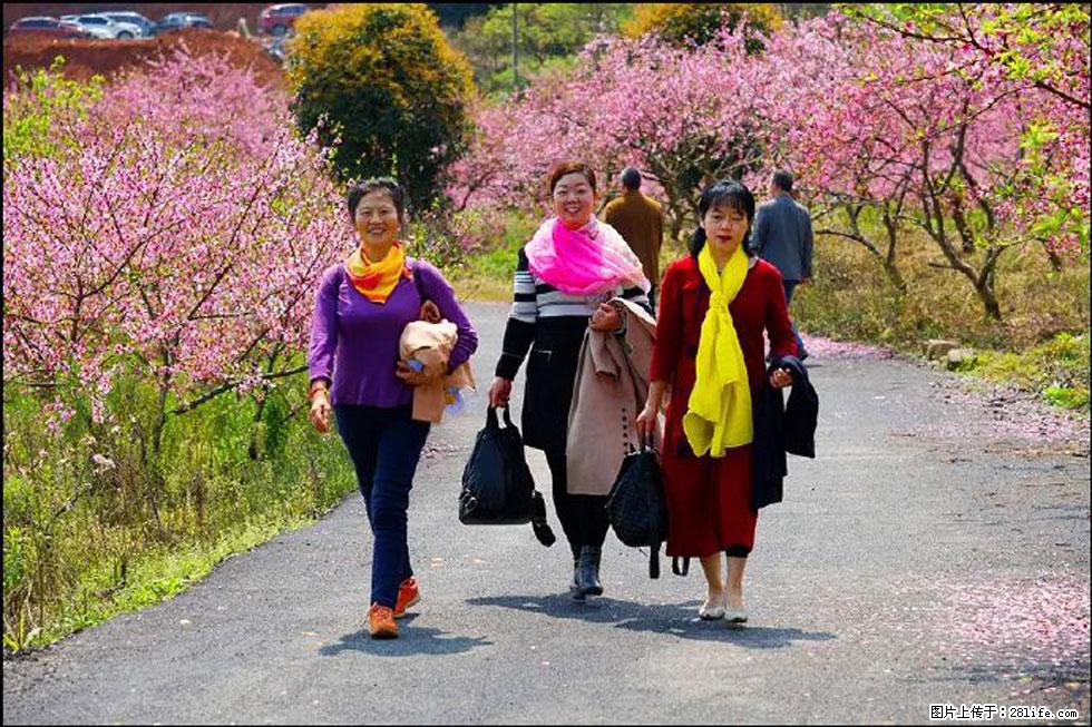 【春天,广西桂林灌阳县向您发出邀请!】官庄村有个醉美的桃花园 - 游山玩水 - 延安生活社区 - 延安28生活网 yanan.28life.com