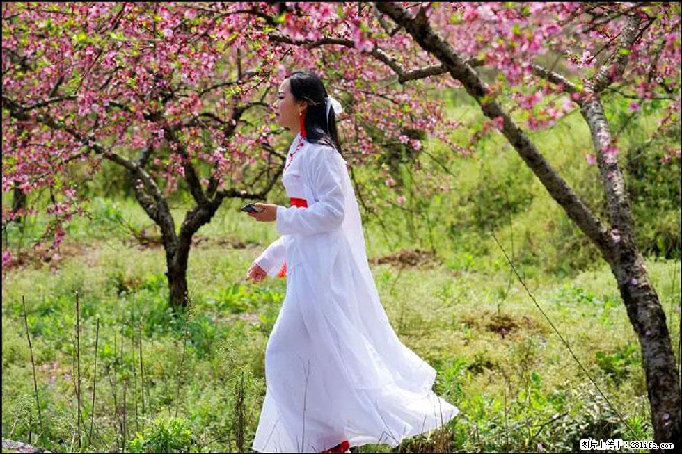 【春天,广西桂林灌阳县向您发出邀请!】官庄村有个醉美的桃花园 - 游山玩水 - 延安生活社区 - 延安28生活网 yanan.28life.com