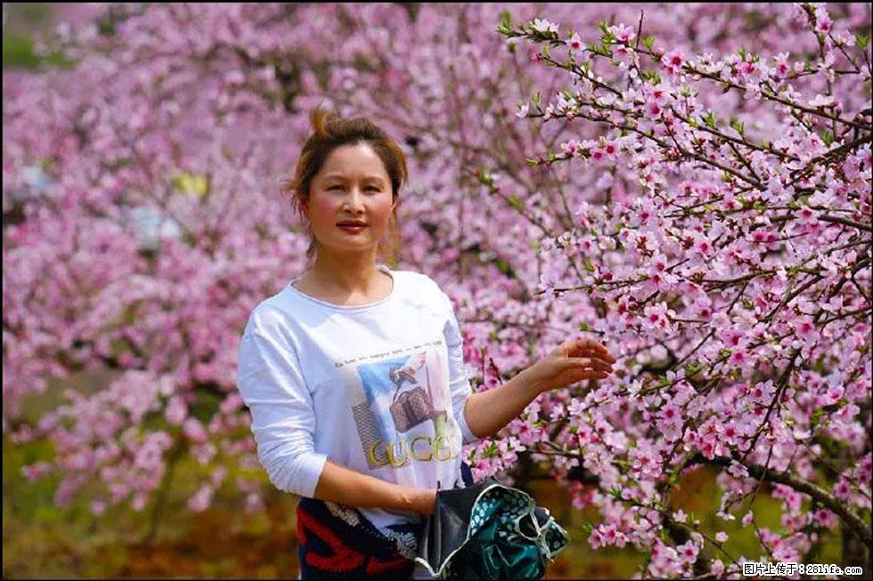 【春天,广西桂林灌阳县向您发出邀请!】官庄村有个醉美的桃花园 - 游山玩水 - 延安生活社区 - 延安28生活网 yanan.28life.com