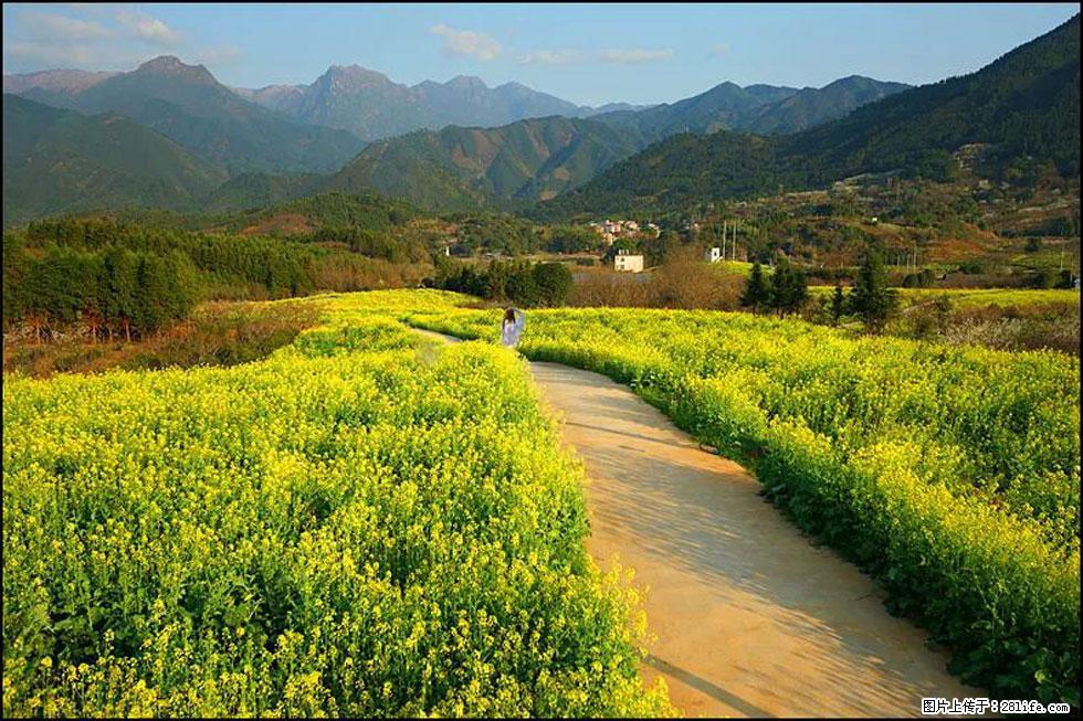 【春天,广西桂林灌阳县向您发出邀请!】长坪村油菜盛情花开 - 游山玩水 - 延安生活社区 - 延安28生活网 yanan.28life.com