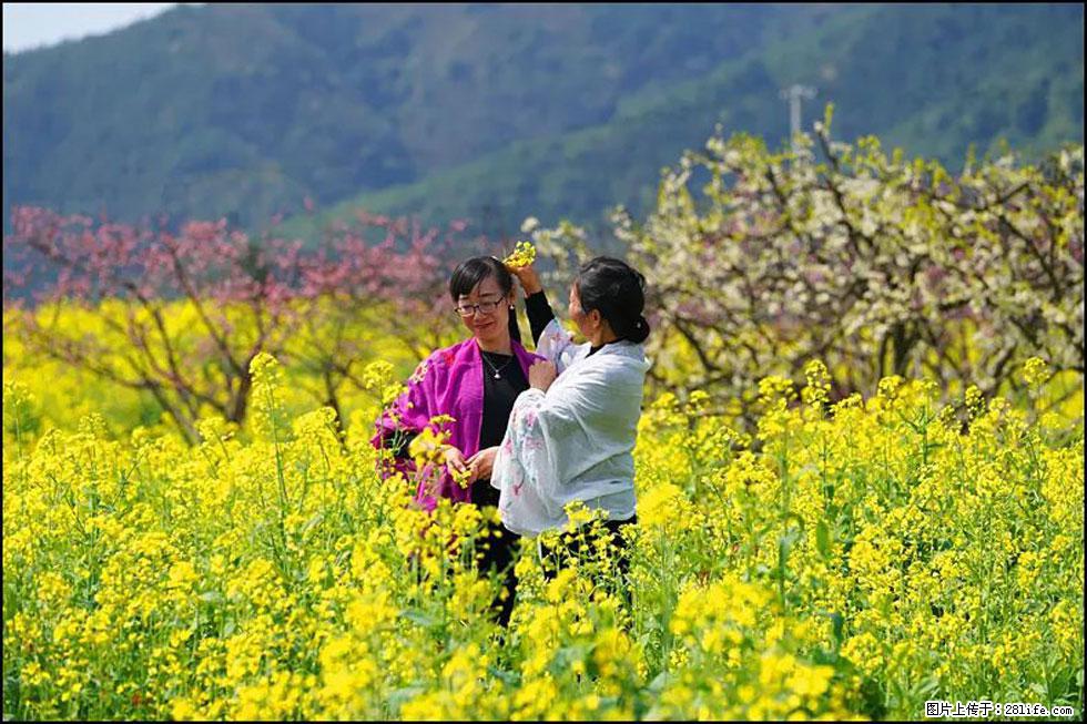 【春天,广西桂林灌阳县向您发出邀请!】长坪村油菜盛情花开 - 游山玩水 - 延安生活社区 - 延安28生活网 yanan.28life.com