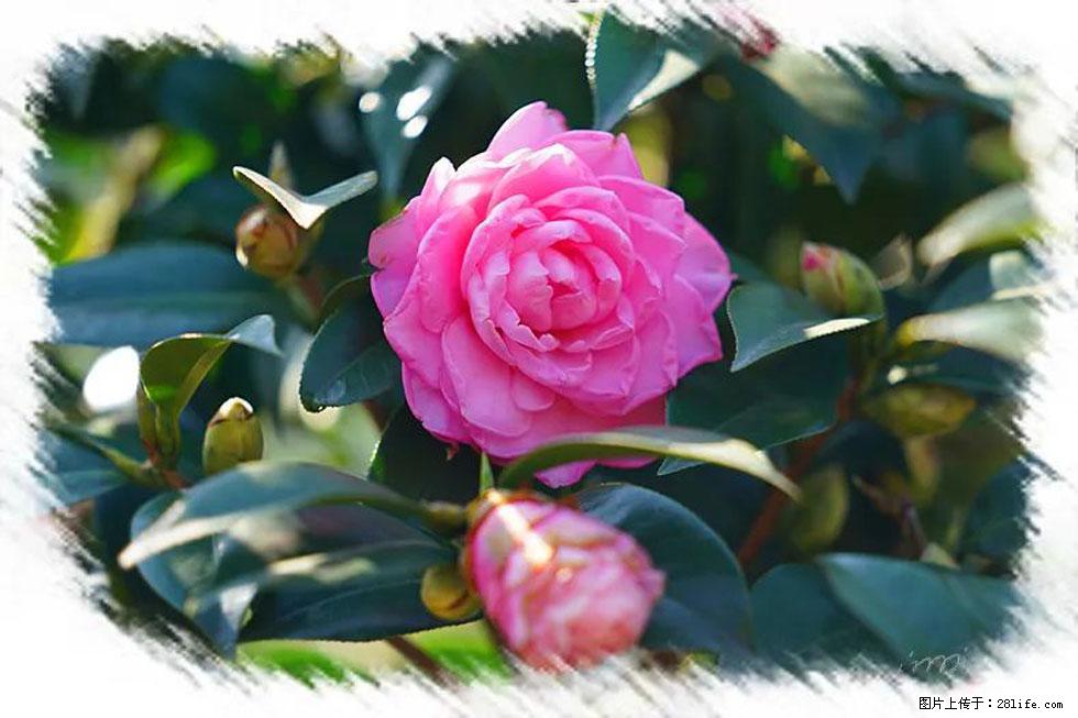 【春天,广西桂林灌阳县向您发出邀请!】杨柳井茶花惹人爱 - 游山玩水 - 延安生活社区 - 延安28生活网 yanan.28life.com