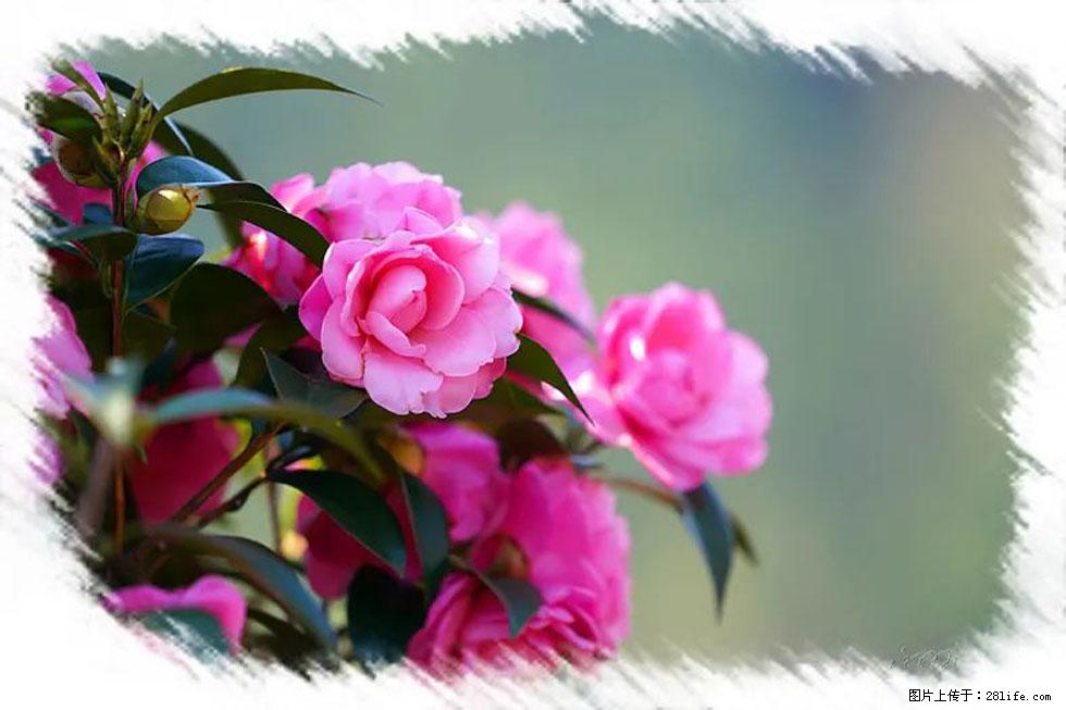 【春天,广西桂林灌阳县向您发出邀请!】杨柳井茶花惹人爱 - 游山玩水 - 延安生活社区 - 延安28生活网 yanan.28life.com