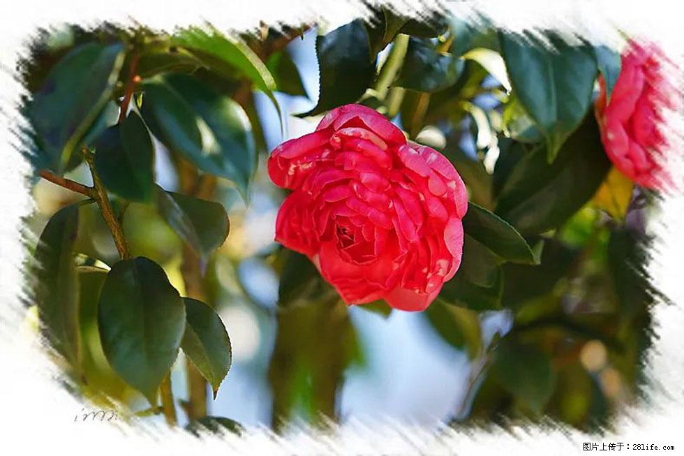 【春天,广西桂林灌阳县向您发出邀请!】杨柳井茶花惹人爱 - 游山玩水 - 延安生活社区 - 延安28生活网 yanan.28life.com