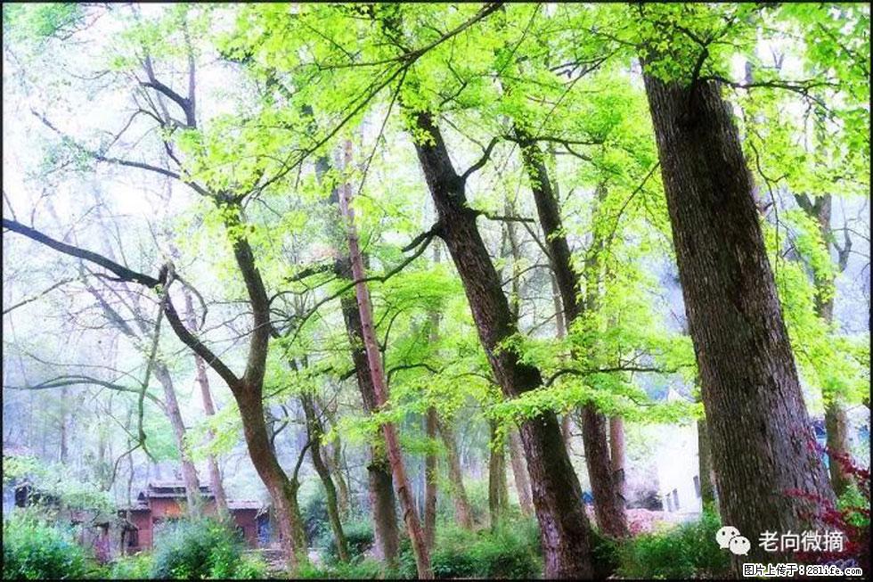 【春天,广西桂林灌阳县向您发出邀请!】在小龙村与春天约会 - 游山玩水 - 延安生活社区 - 延安28生活网 yanan.28life.com