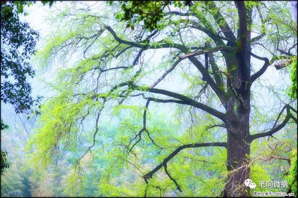 【春天,广西桂林灌阳县向您发出邀请!】在小龙村与春天约会 - 游山玩水 - 延安生活社区 - 延安28生活网 yanan.28life.com