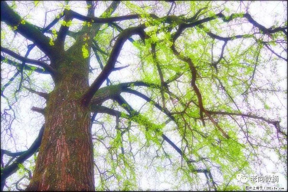 【春天,广西桂林灌阳县向您发出邀请!】在小龙村与春天约会 - 游山玩水 - 延安生活社区 - 延安28生活网 yanan.28life.com