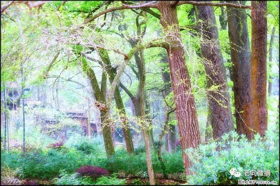 【春天,广西桂林灌阳县向您发出邀请!】在小龙村与春天约会 - 游山玩水 - 延安生活社区 - 延安28生活网 yanan.28life.com