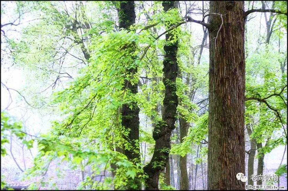 【春天,广西桂林灌阳县向您发出邀请!】在小龙村与春天约会 - 游山玩水 - 延安生活社区 - 延安28生活网 yanan.28life.com