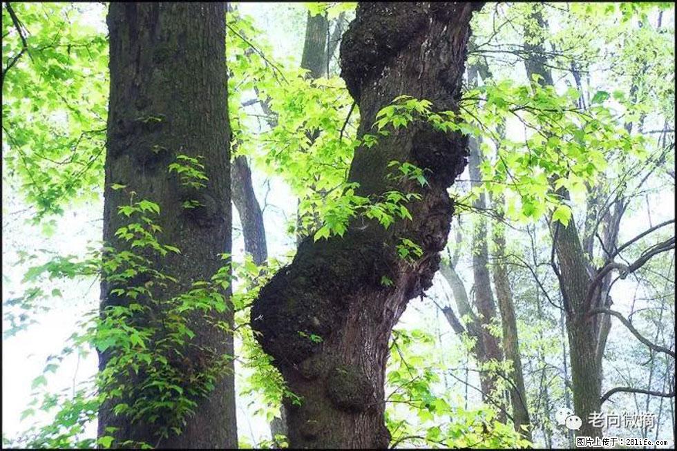 【春天,广西桂林灌阳县向您发出邀请!】在小龙村与春天约会 - 游山玩水 - 延安生活社区 - 延安28生活网 yanan.28life.com