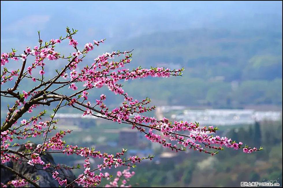 【春天,广西桂林灌阳县向您发出邀请!】望月岭上桃花开 - 游山玩水 - 延安生活社区 - 延安28生活网 yanan.28life.com