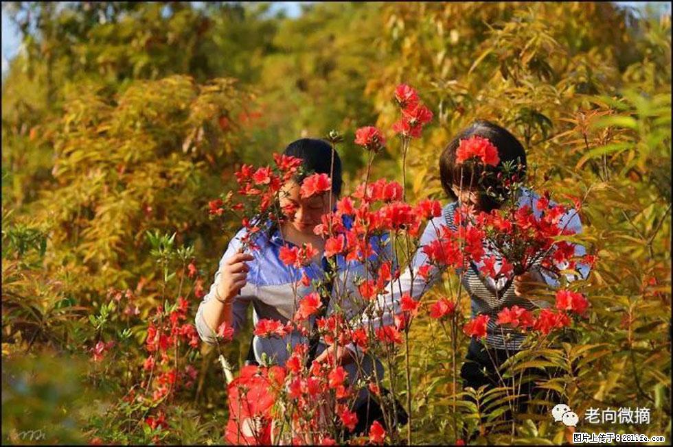 【春天，广西桂林灌阳县向您发出邀请！】登麒麟山，相约映山红 - 游山玩水 - 延安生活社区 - 延安28生活网 yanan.28life.com