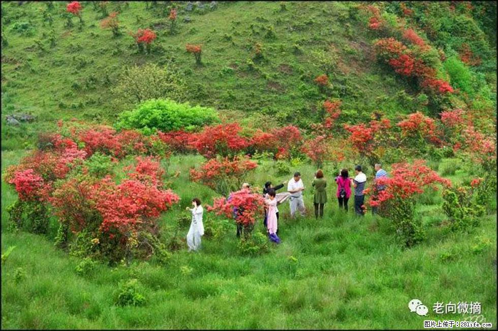 【春天,广西桂林灌阳县向您发出邀请!】宝盖山上映山红 - 游山玩水 - 延安生活社区 - 延安28生活网 yanan.28life.com