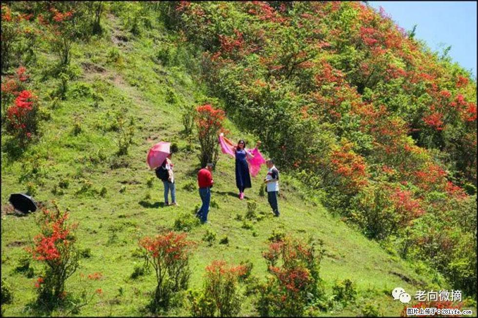 【春天,广西桂林灌阳县向您发出邀请!】宝盖山上映山红 - 游山玩水 - 延安生活社区 - 延安28生活网 yanan.28life.com
