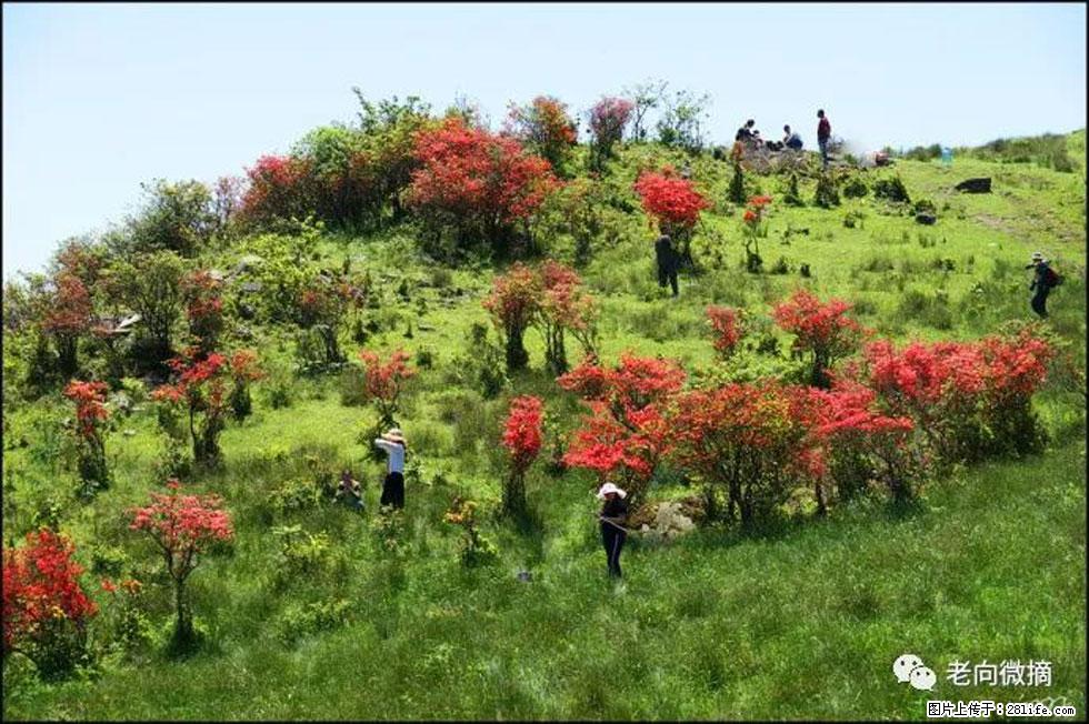 【春天，广西桂林灌阳县向您发出邀请！】宝盖山上映山红 - 游山玩水 - 延安生活社区 - 延安28生活网 yanan.28life.com