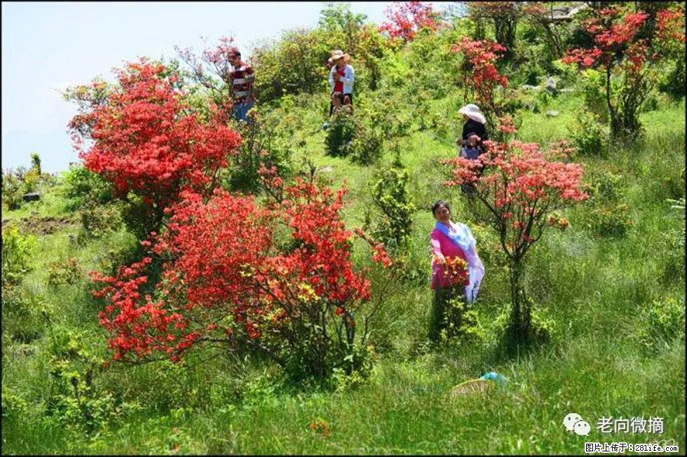 【春天，广西桂林灌阳县向您发出邀请！】宝盖山上映山红 - 游山玩水 - 延安生活社区 - 延安28生活网 yanan.28life.com