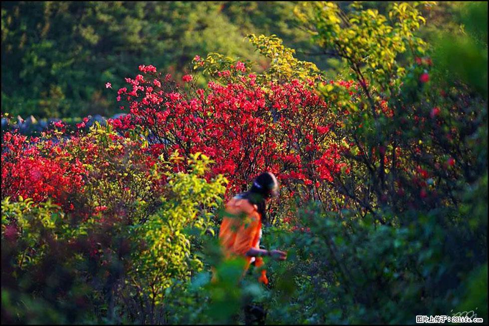 【春天，广西桂林灌阳县向您发出邀请！】春木界上映山红 - 游山玩水 - 延安生活社区 - 延安28生活网 yanan.28life.com