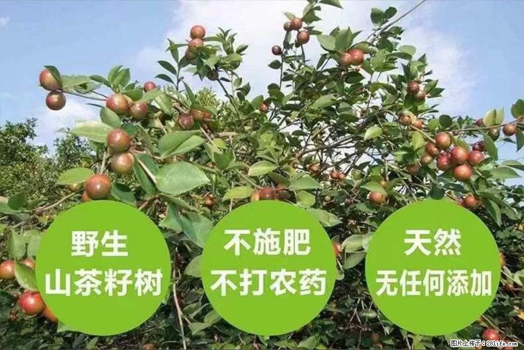 【灌阳县油茶产业示范区】一个有着充实的精神生活的人,对待身外之物自会有一种淡泊的态度 - 美食天地 - 延安生活社区 - 延安28生活网 yanan.28life.com