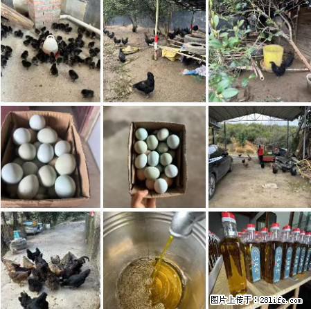 油茶园从小鸡仔开始养起的纯土鸡、土鸡蛋可以预定啦!还有前几天刚榨的纯山茶油哦 - 美食天地 - 延安生活社区 - 延安28生活网 yanan.28life.com