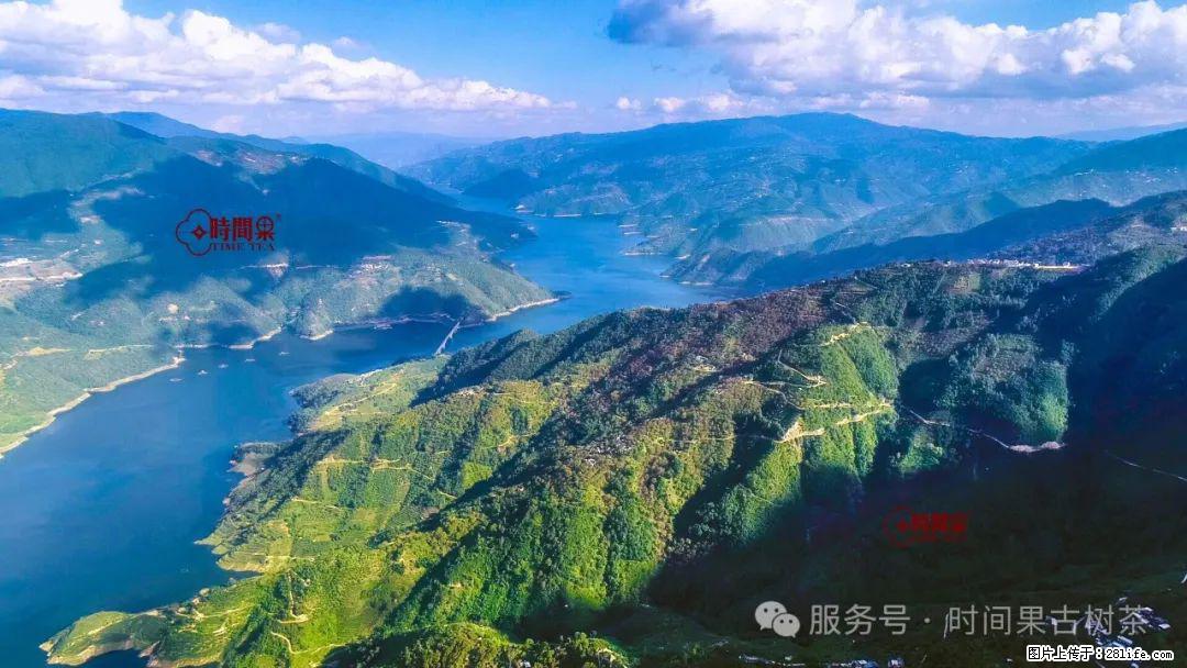 时间果百年古树龙珠普洱生茶 - 购物交流 - 延安生活社区 - 延安28生活网 yanan.28life.com